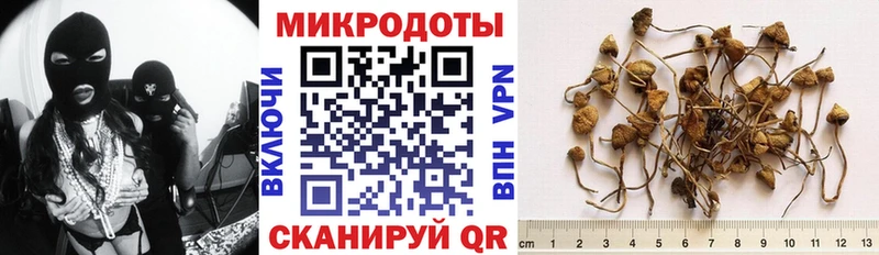 Галлюциногенные грибы Psilocybe  купить закладку  Алексеевка 